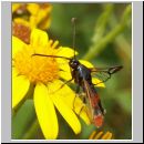 Synanthedon formicaeformis - Glasfluegler 07.jpg